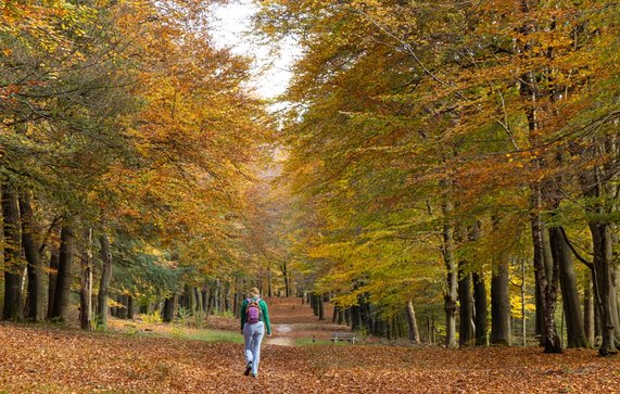Vrouw wandelend in boslandschap van Hoekelum in Ede door INTREEGUE Photography (bron: Shutterstock)