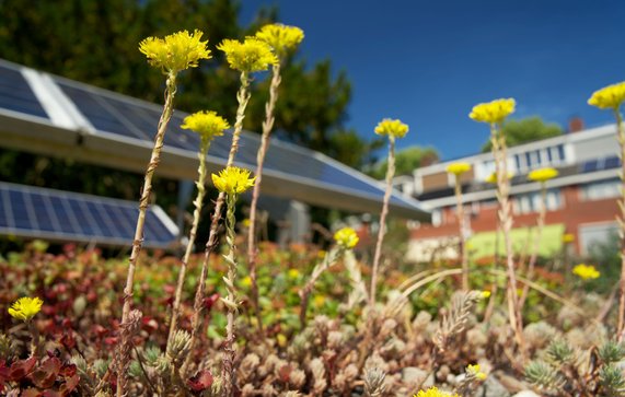 Sedum dak met zonnepanelen door Rene Notenbomer (bron: Shutterstock)