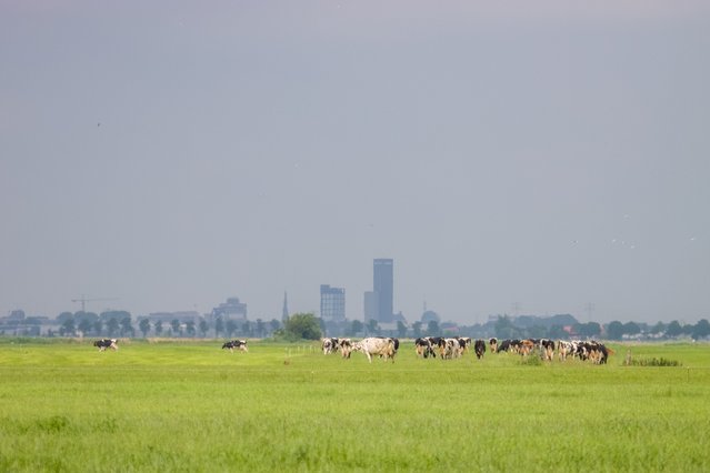 Koeien in het weiland bij Leeuwarden door Eric Schipper (bron: Shutterstock)