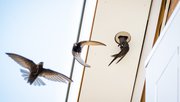 Gierzwaluwen, in dakgootbekisting van Unitura door Gids Natuurinclusief ontwikkelen (bron: Synchroon, Nest Natuurinclusief en Vogelbescherming Nederland)