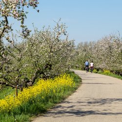 Fietspad langs fruitbomen in bloesem, Betuwe door Wolf-photography (bron: Shutterstock)