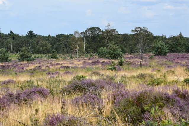 Sallandse Heuvelrug door Daniël Loos (bron: Het Oversticht)