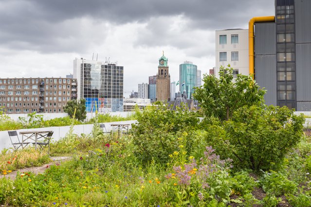 Daktuin bovenop een kantoorgebouw in het centrum van Rotterdam, Nederland. door INTREEGUE Photography (bron: Shutterstock)