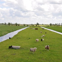 Polder Oudewater