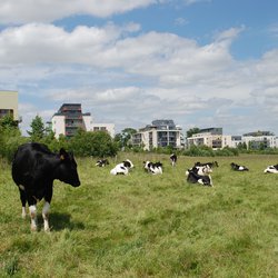 Veeteelt koeien platteland veld stad gebouwen - Pixabay, 2020 door FranckSeuret (Pixabay)