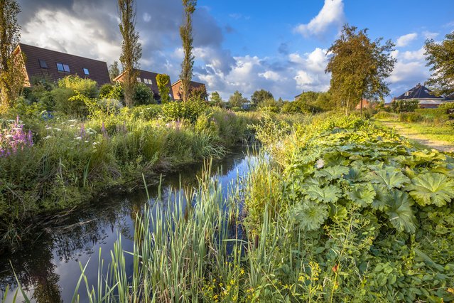 Regenwater overschot opgevangen met natuurlijk groen, regio Soest door Rudmer Zwerver (bron: Shutterstock)