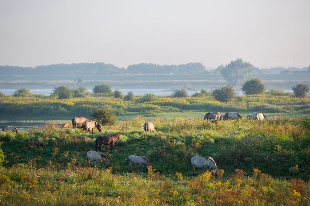 Ooijpolder, Nijmegen door Anton Havelaar (bron: shutterstock)