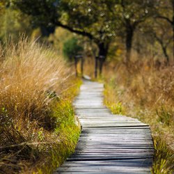 natuur groen milieu