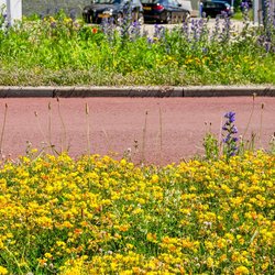 Kleurrijke bloemen in het M4H district in Rotterdam door Frans Blok (bron: Shutterstock)