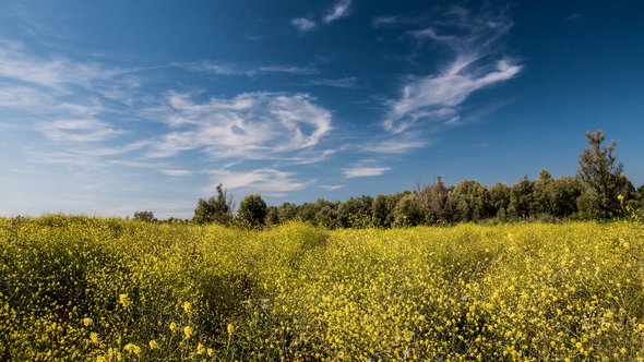 "Summer in Holland" (CC BY 2.0) by www.ownwayphotography.com door Tomasz Baranowski (bron: Flickr)