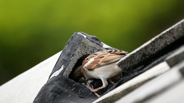 Mus maakt nest op het dak door Marut Sayannikroth (bron: Shutterstock)