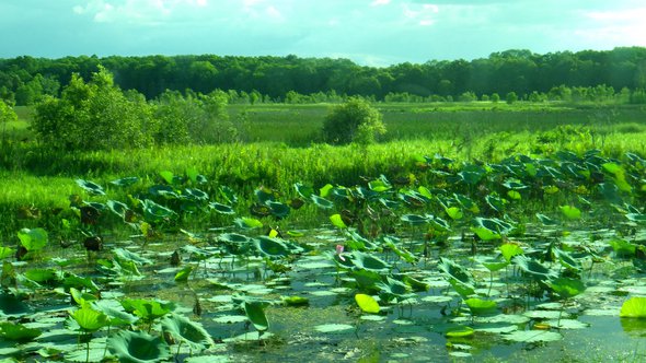 Wetlands