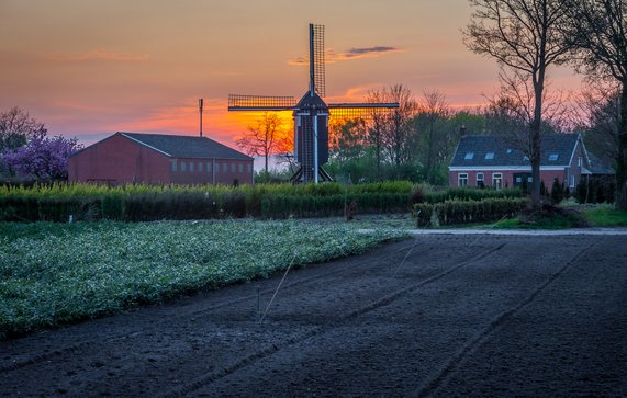Nederlandse landbouwgrond in het dorp Zundert, Noord-Brabant, met een oude windmolen tijdens kleurrijke zonsondergang door Milos Ruzicka (bron: Shutterstock)