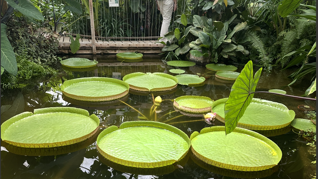 Botanische tuin Münster - grote waterlelies door Ineke Lammers (bron: SKG)