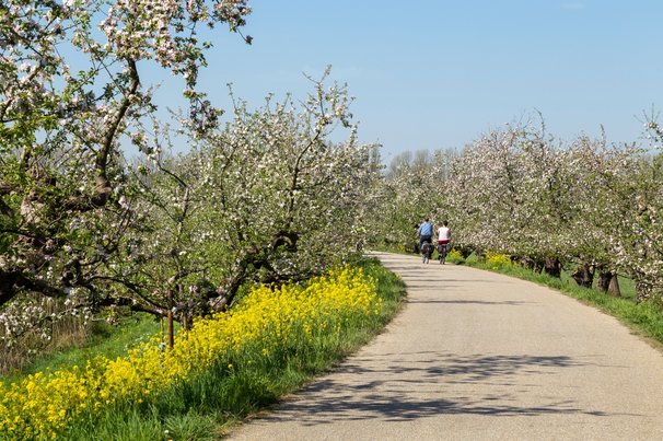 Fietspad langs fruitbomen in bloesem, Betuwe door Wolf-photography (bron: Shutterstock)