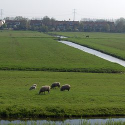 foto danielle van drive schapen groen