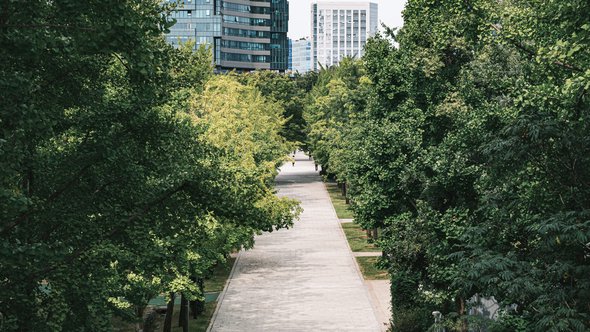 A Road in Seoul Forest Park door catcher_3.3 (bron: Shutterstock)