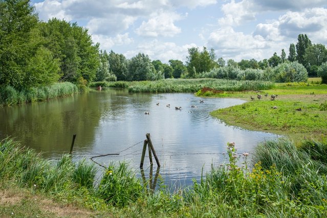 De Dommel met ganzen in het groene landschap door Svetlana K Tarakanova (bron: shutterstock)