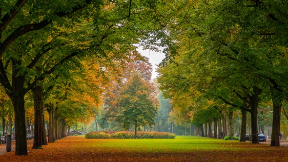 Herfst in Rotterdams stadspark door k_samurkas (bron: Shutterstock.com)