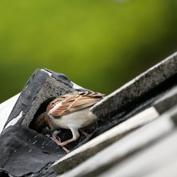 Mus maakt nest op het dak door Marut Sayannikroth (bron: Shutterstock)