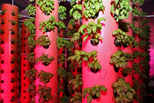 Aeroponic systeem in de productie van planten. Een innovatieve methode om het hele jaar door planten te kweken. door Cergios (bron: Shutterstock)