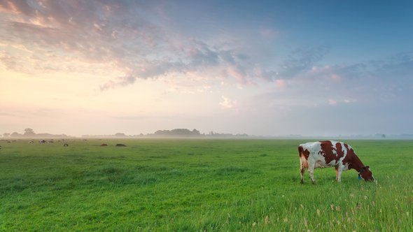 Leeg weiland met een koe door Olha Rohulya (bron: Shutterstock)