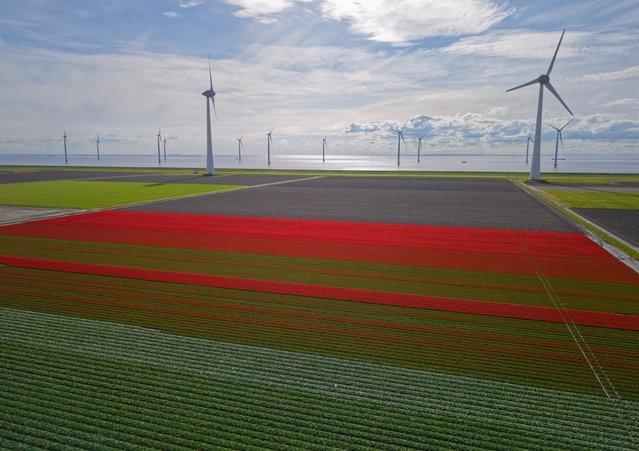 Windturbines die langs de kust van de Noordoostpolder staan, bij Urk in Flevoland door AaronChenPS2 (bron: Shutterstock)