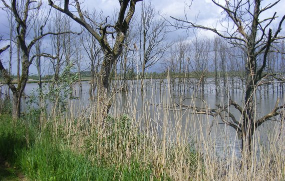Biesbos onder water door Ruimte voor de Rivier door Natuur12 (bron: Wikimedia)