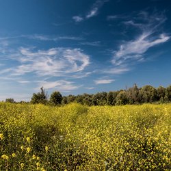 "Summer in Holland" (CC BY 2.0) by www.ownwayphotography.com door Tomasz Baranowski (bron: Flickr)