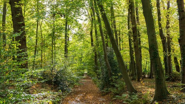 Park Nienoord in Leek, Groningen door INTREEGUE Photography (bron: shutterstock)