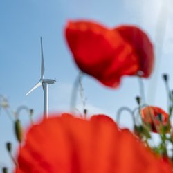Klaprozen met windmolen door Ullision (bron: Shutterstock)