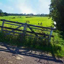 Polder