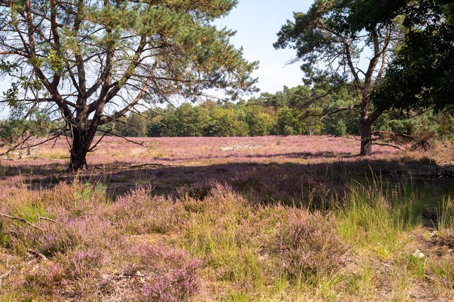 Nature background, green lung of North Brabant, Kempen forest in September, the Netherlands door barmalini (bron: Shutterstock)