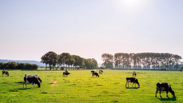 Landschap met koeien_Photo by Leon Ephraïm on Unsplash door leonephraim (bron: Unsplash)